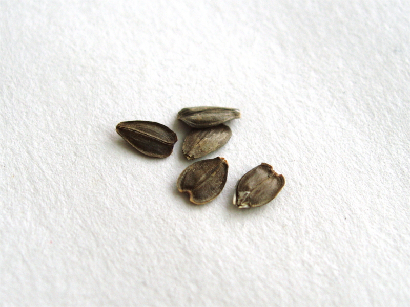 seeds_czekoladowy_kwiat