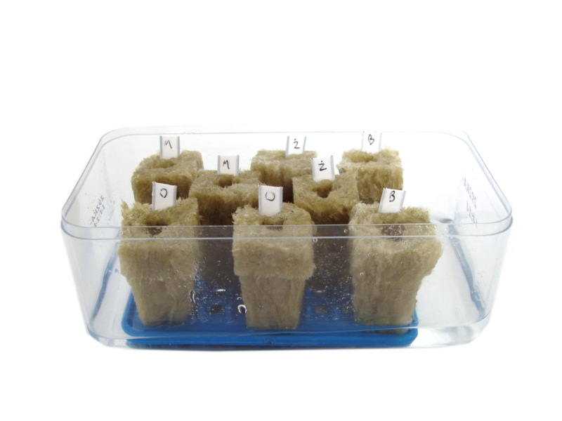 pomidory_hydroponika_3