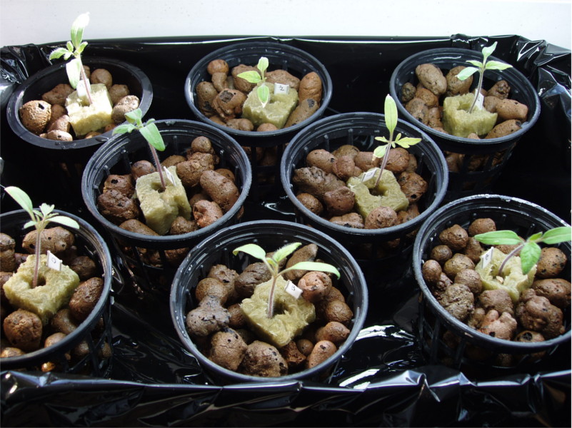 pomidory_hydroponika_5