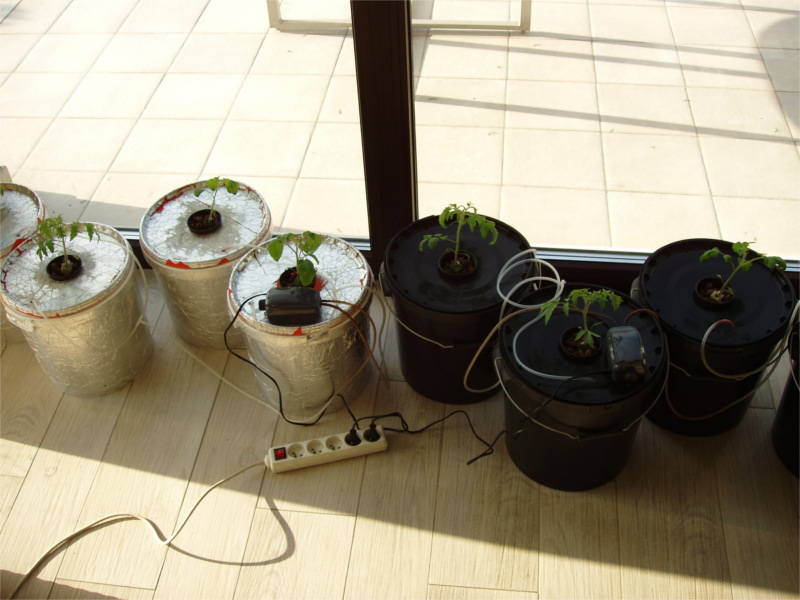 pomidory_hydroponika_6