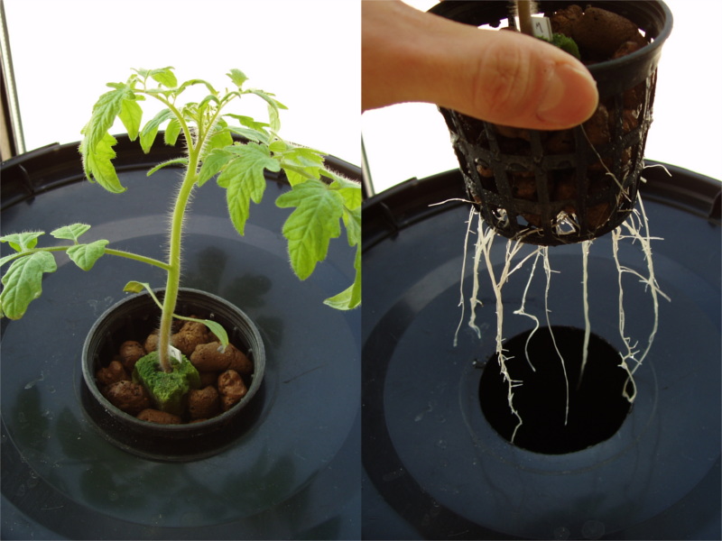 pomidory_hydroponika_7