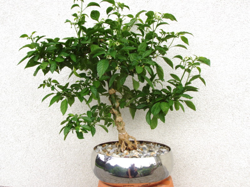 bonsai_chili_bonchi05