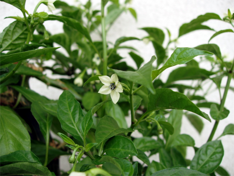 bonsai_chili_bonchi06