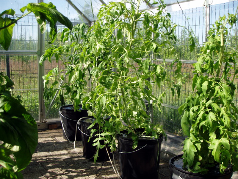 pomidory_hydroponika_10