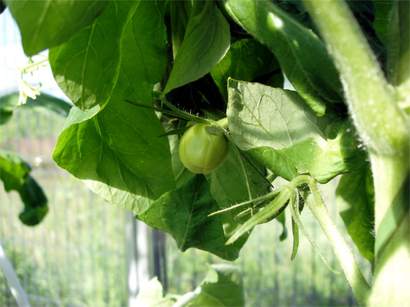 pomidory_hydroponika_11