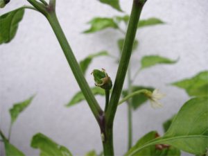 papryka-uprawa-bhut-jolokia1