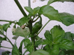 papryka-uprawa-habanero1