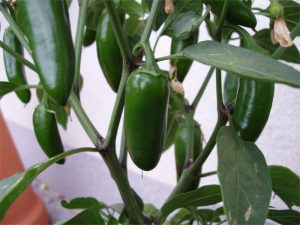 papryka-uprawa-jalapeno1