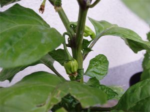 papryka-uprawa-trinidad-moruga-scorpion1