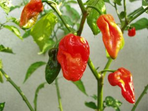 papryka-uprawa-bhut-jolokia3