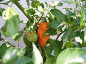 papryka-uprawa-habanero3
