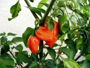 papryka-uprawa-habanero4