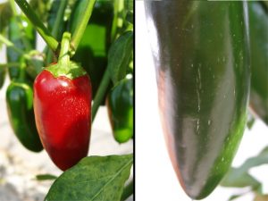papryka-uprawa-jalapeno3