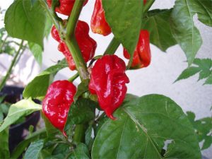 papryka-uprawa-trinidad-moruga-scorpion3