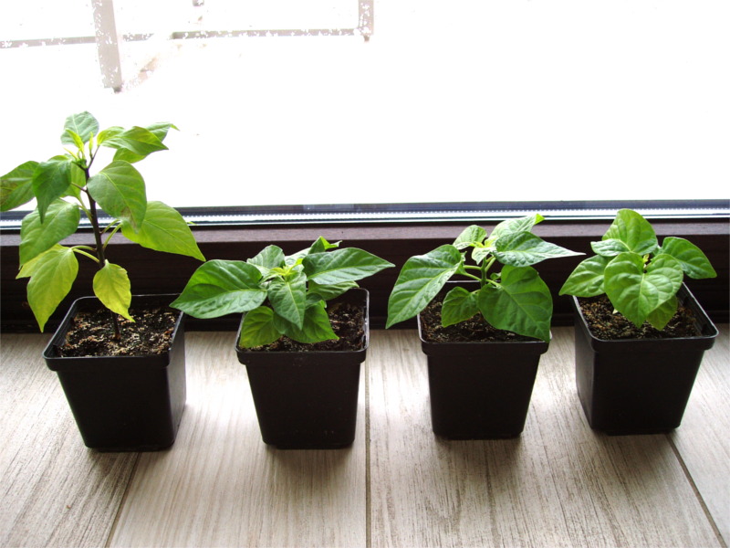 indoor_chili_uprawa04