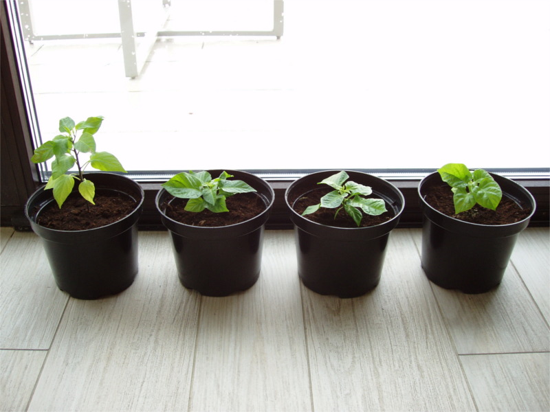 indoor_chili_uprawa05