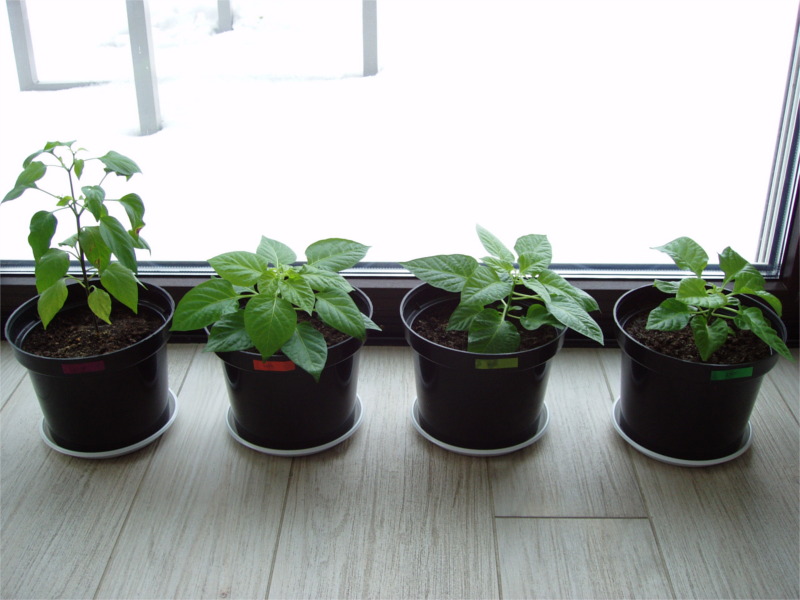 indoor_chili_uprawa06
