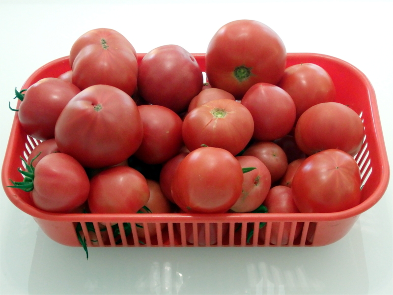 sezon-2020-hydroponika-pomidory-chilli-22