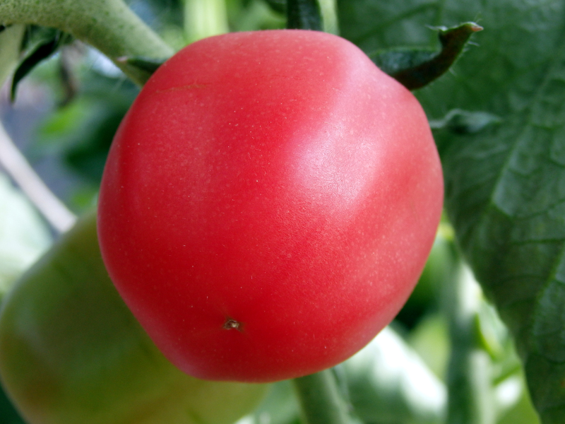 sezon-2021-hydroponika-pomidory-chilli-08